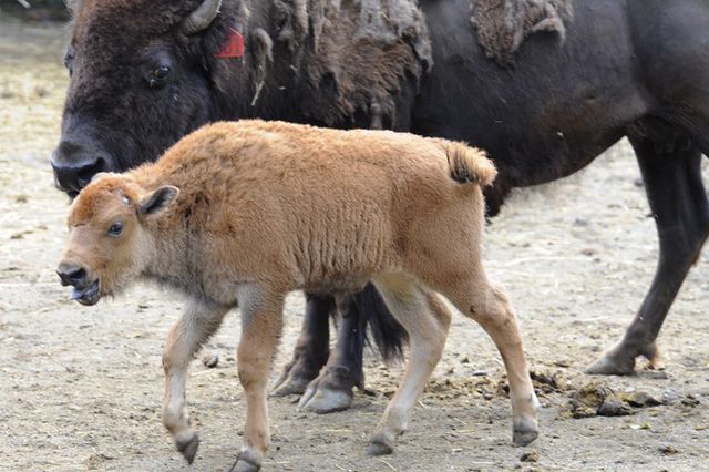 The unnamed genetically pure bison calf.